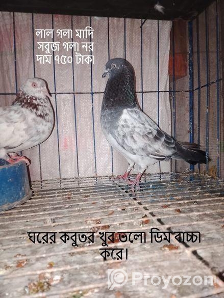 এক জোড়া রানিং গিরিবাজ। ফিক্সড প্রাইস