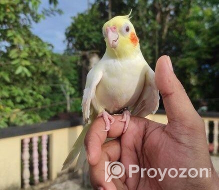 Cockatail Tem
