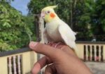 Cockatail Tem
