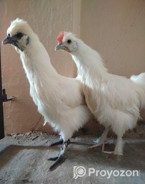 একজোড়া মোরগ