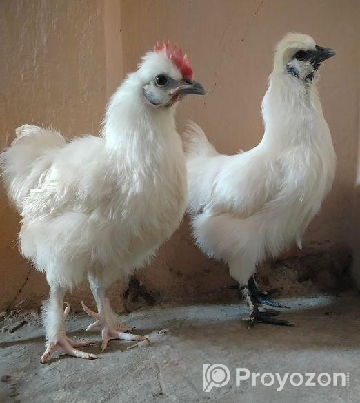 একজোড়া মোরগ