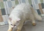 Parsian Male Cat