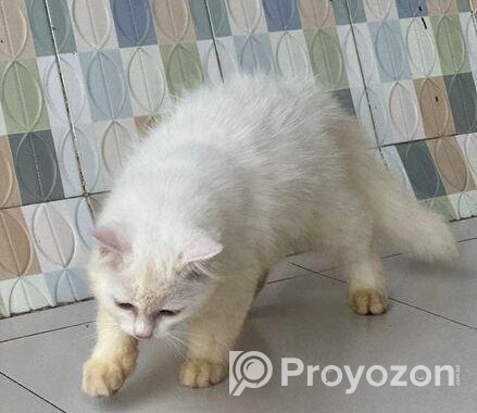 Parsian Male Cat