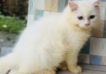 Parsian Male Cat