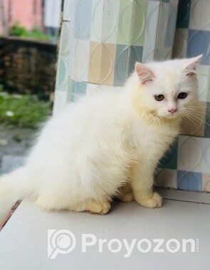 Parsian Male Cat