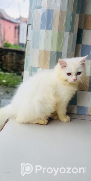 Parsian Male Cat