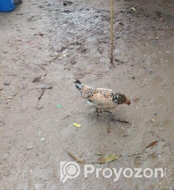Murgi for sell