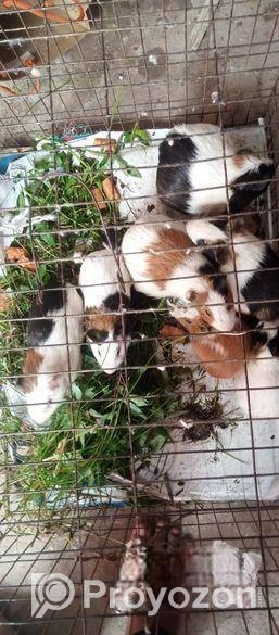 গিনিপিগ