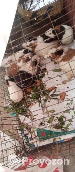 গিনিপিগ