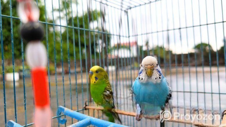 বাজরিগার পাখি