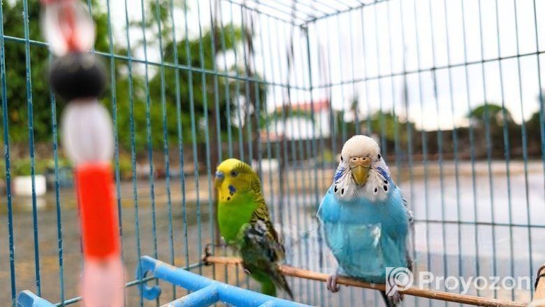 বাজরিগার পাখি