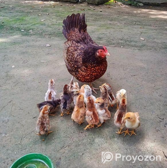 ১৭টি বাচ্চা সহ একটি দেশি মুরগি বিক্রি করা হবে।