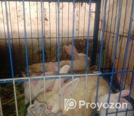 Rabbit for sell