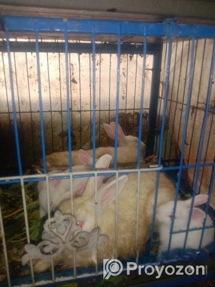 Rabbit for sell