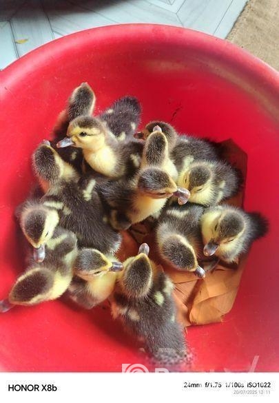 চিনা হাঁসের বাচ্চা সেল হবে।