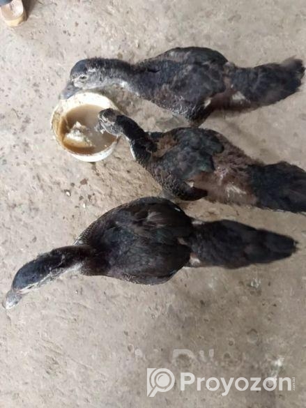 তিনটি চিনা হাস এর বাচ্চা