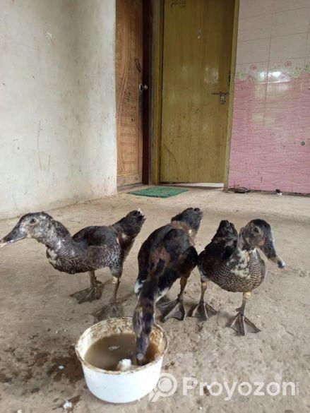 তিনটি চিনা হাস এর বাচ্চা