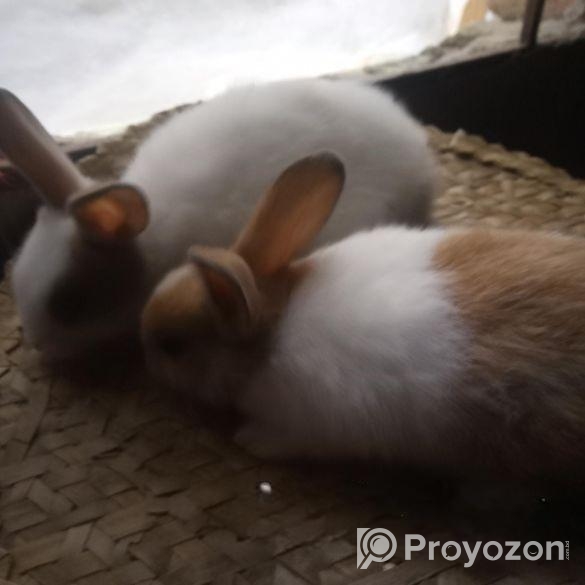 খরগোশ বিক্রি হবে