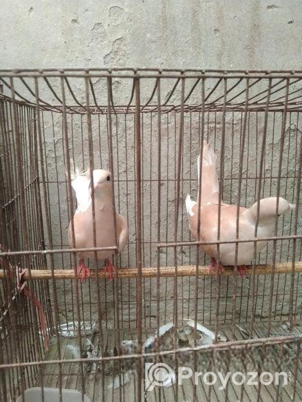 পাখি বিক্রি হবে