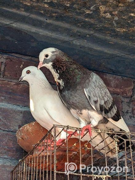 রানিং দেশি গিরিবাজ ক্রস কবুতর