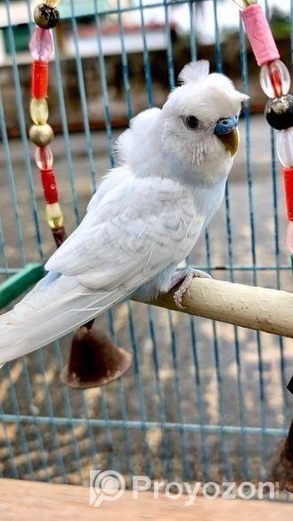 বাজরিগার মেইল