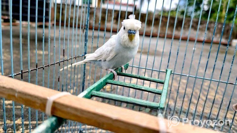 বাজরিগার মেইল