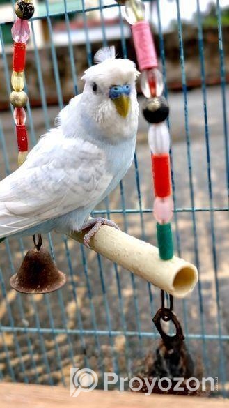 বাজরিগার মেইল