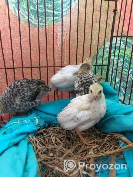 কিং কোয়েল বাচ্চা