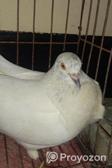 পাকিস্তানি গিরিবাজ