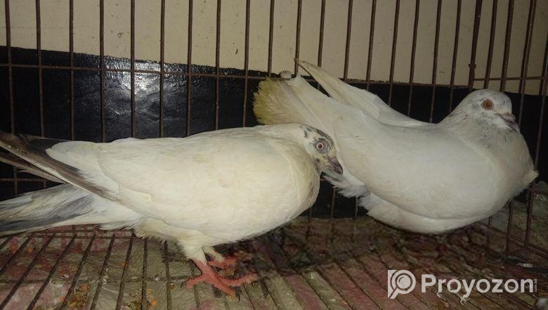 পাকিস্তানি গিরিবাজ