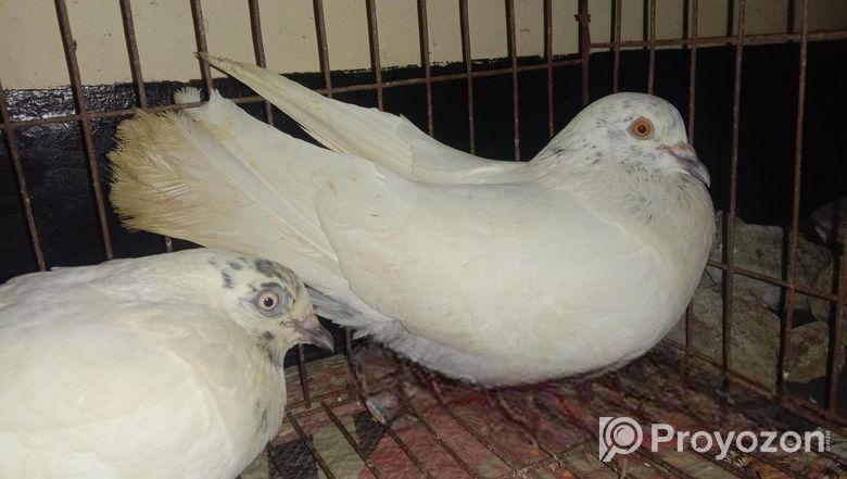 পাকিস্তানি গিরিবাজ