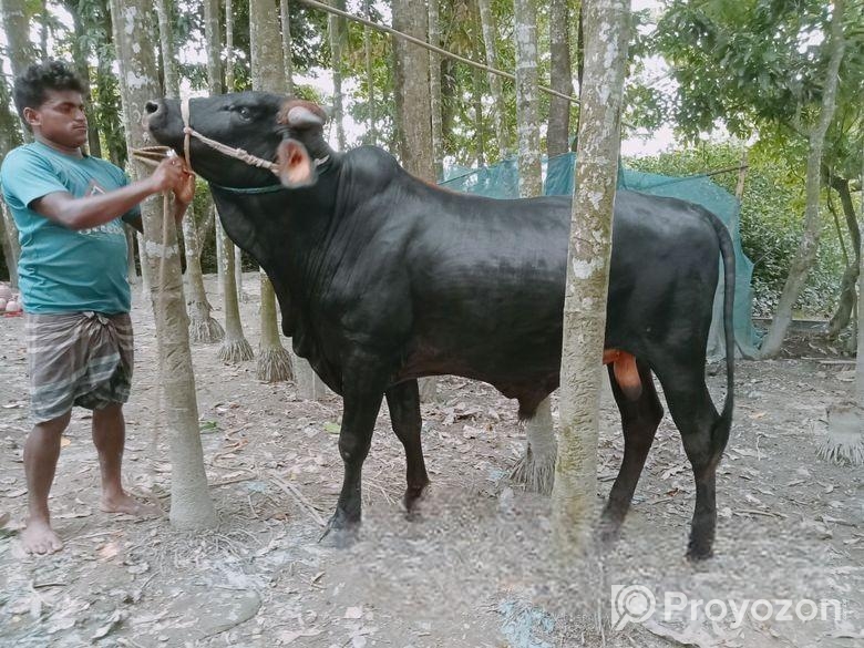 ৪ দাঁতের একটি উপযুক্ত কুরবানির গরু বিক্রি হবে।