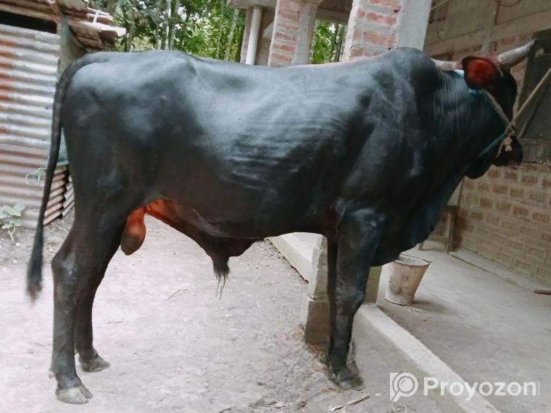 ৪ দাঁতের একটি উপযুক্ত কুরবানির গরু বিক্রি হবে।