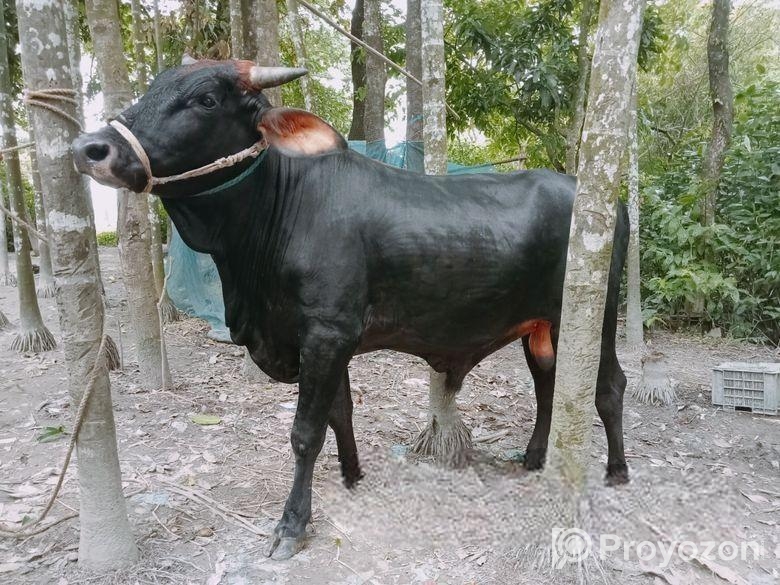 ৪ দাঁতের একটি উপযুক্ত কুরবানির গরু বিক্রি হবে।