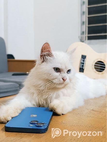 পার্সিয়ান বিড়াল।বয়স:২ মাস।চমৎকার বিড়াল,,খুব মায়াবী