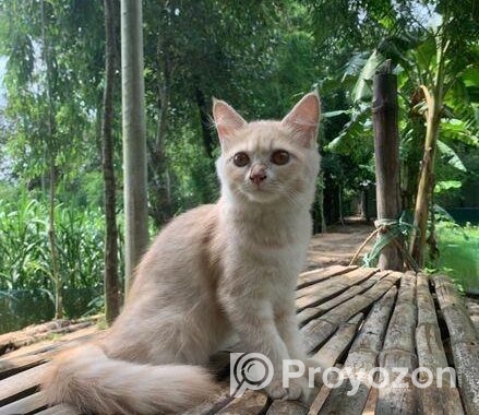 Percain cat Sell Hobe