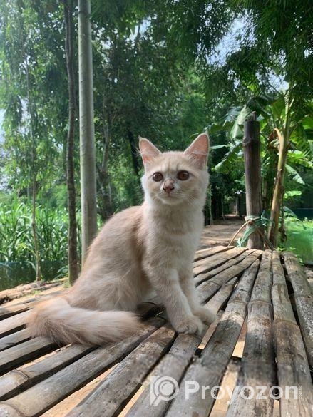 Percain cat Sell Hobe