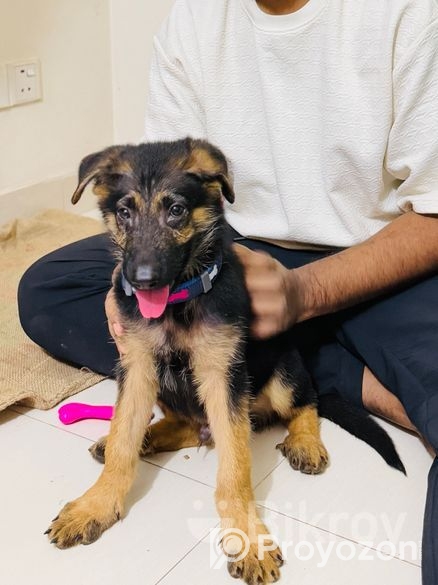 Male German Shepherd Puppy