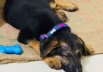 Male German Shepherd Puppy