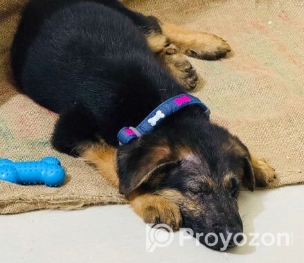 Male German Shepherd Puppy