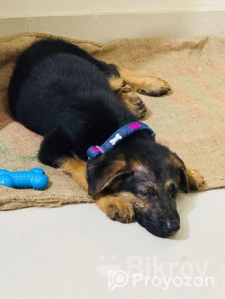 Male German Shepherd Puppy
