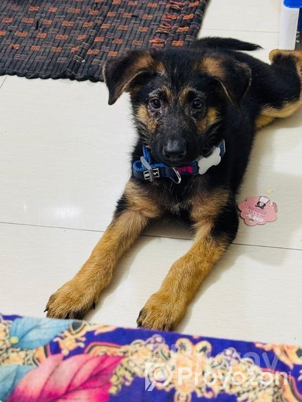 Male German Shepherd Puppy