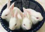 Rabbit For Sell
