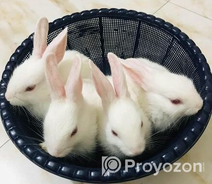 Rabbit For Sell