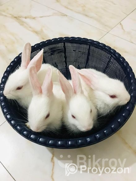 Rabbit For Sell