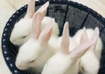 Rabbit For Sell