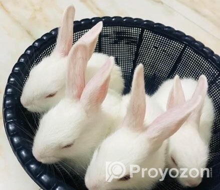 Rabbit For Sell