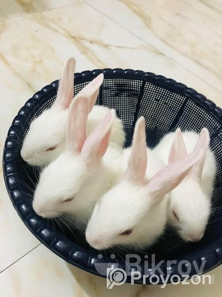 Rabbit For Sell