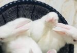 Rabbit For Sell