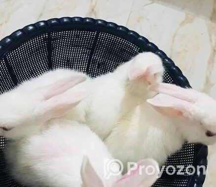 Rabbit For Sell